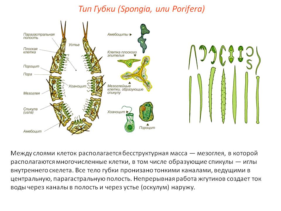 Что такое кракен шоп